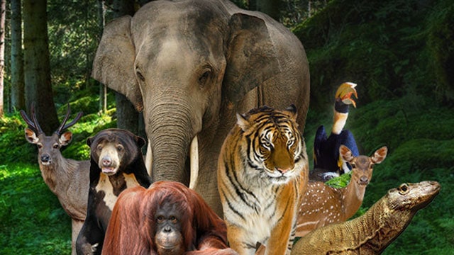 Kebun Binatang Ragunan